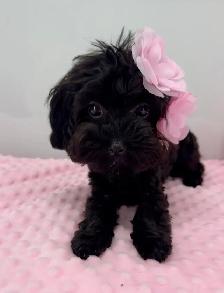 Tiny Yorkiepoo Girl – Big Beautiful Eyes & Silky Coat