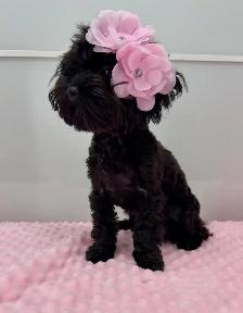 Tiny Yorkiepoo Girl – Big Beautiful Eyes & Silky Coat - Photo 2