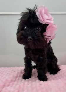 Tiny Yorkiepoo Girl – Big Beautiful Eyes & Silky Coat - Photo 3