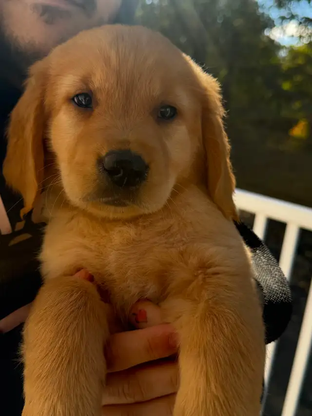 Female Golden Retriever Puppy