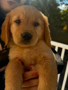 Female Golden Retriever Puppy