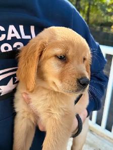 Female Golden Retriever Puppy - Photo 2