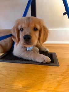 Female Golden Retriever Puppy - Photo 3