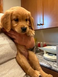 Female Golden Retriever Puppy - Photo 4