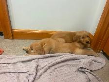 Female Golden Retriever Puppy - Photo 5
