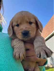 Female Golden Retriever Puppy - Photo 6