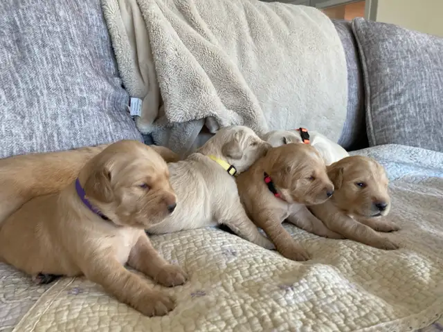 Golden Retriever puppies
