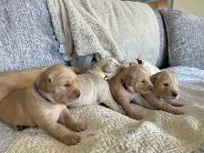 Golden Retriever puppies