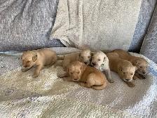 Golden Retriever puppies - Photo 2