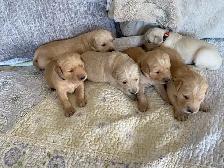 Golden Retriever puppies - Photo 3