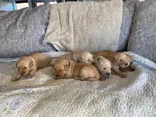 Golden Retriever puppies - Photo 4