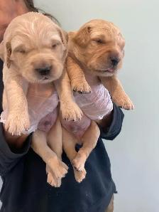 Golden Retriever puppies - Photo 5