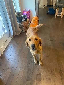 Golden Retriever puppies - Photo 6