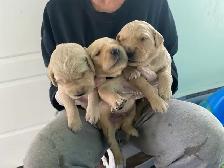 Golden Retriever puppies - Photo 7