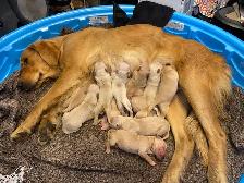 Golden Retriever puppies - Photo 8