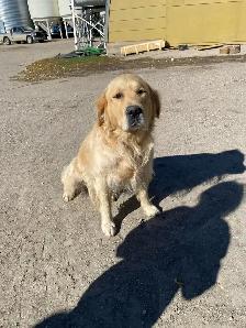 Golden Retriever puppies - Photo 9