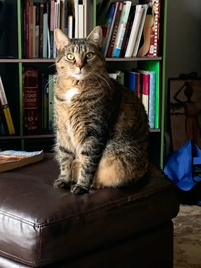 looking for a forever home for our calico /tabby cat