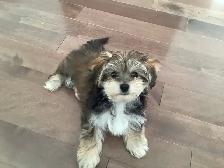 chiot adorable petit Morkie (Maltais/Yorkshire) $800.00 basé