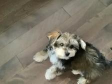 chiot adorable petit Morkie (Maltais/Yorkshire) $800.00 basé - Photo 2