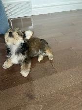 chiot adorable petit Morkie (Maltais/Yorkshire) $800.00 basé - Photo 3