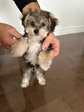 chiot adorable petit Morkie (Maltais/Yorkshire) $800.00 basé - Photo 4