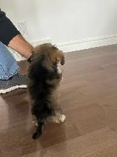 chiot adorable petit Morkie (Maltais/Yorkshire) $800.00 basé - Photo 5
