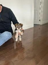 chiot adorable petit Morkie (Maltais/Yorkshire) $800.00 basé - Photo 6