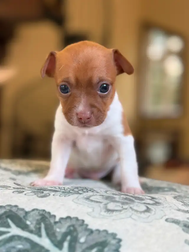 Bébé Chihuahuas née le 3 Septembre 2026