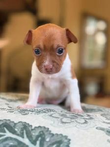 Bébé Chihuahuas née le 3 Septembre 2026