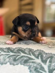 Bébé Chihuahuas née le 3 Septembre 2026 - Photo 2