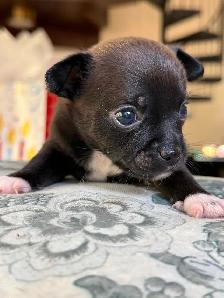 Bébé Chihuahuas née le 3 Septembre 2026 - Photo 3