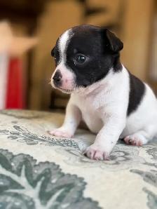 Bébé Chihuahuas née le 3 Septembre 2026 - Photo 4