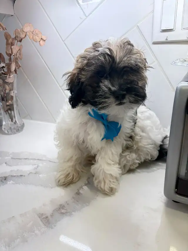 Shih Poos for Sale