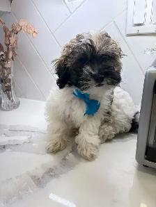 Shih Poos for Sale