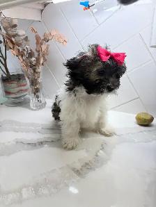 Shih Poos for Sale - Photo 2