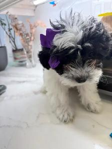 Shih Poos for Sale - Photo 3