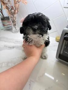 Shih Poos for Sale - Photo 4