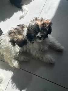Shih Poos for Sale - Photo 5