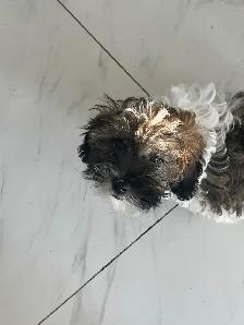 Shih Poos for Sale - Photo 6