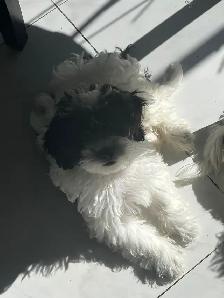 Shih Poos for Sale - Photo 7