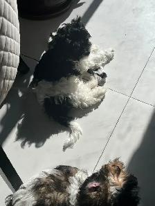 Shih Poos for Sale - Photo 8