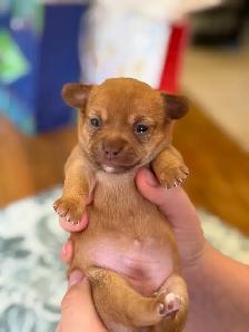 BÉBÉS CHIHUAHUA TOY 4 LIVRES MAX!