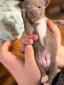 BÉBÉS CHIHUAHUA TOY 4 LIVRES MAX! - Photo 2