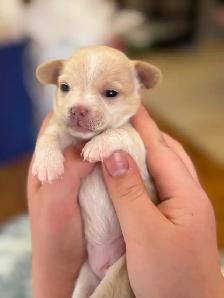 BÉBÉS CHIHUAHUA TOY 4 LIVRES MAX! - Photo 3