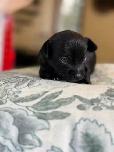 BÉBÉS CHIHUAHUA TOY 4 LIVRES MAX! - Photo 4