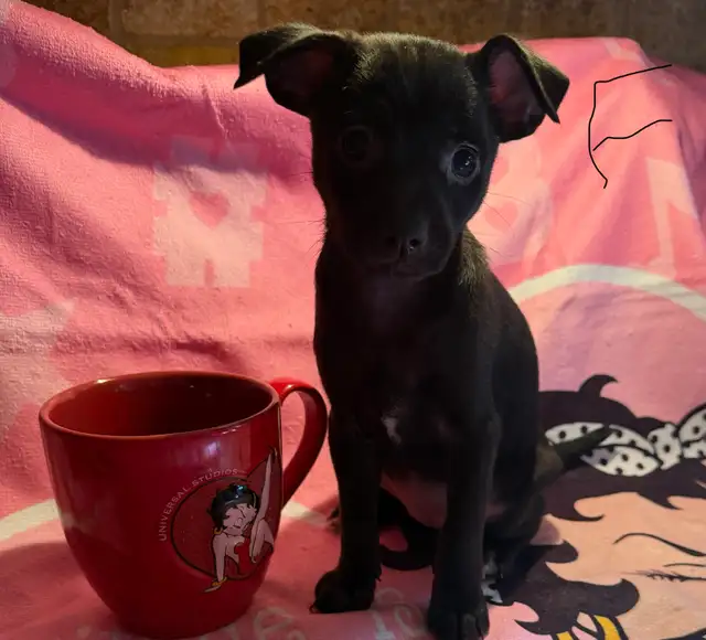 chiots chihuahua mâle et femelle