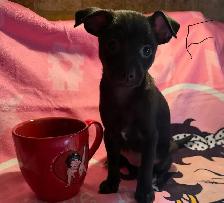 chiots chihuahua mâle et femelle
