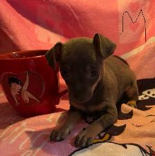 chiots chihuahua mâle et femelle - Photo 3