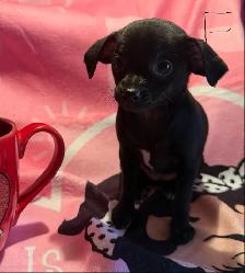 chiots chihuahua mâle et femelle - Photo 4