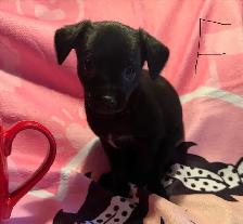 chiots chihuahua mâle et femelle - Photo 5